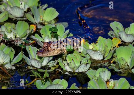 Amerikanisches Alligatorbaby Stockfoto