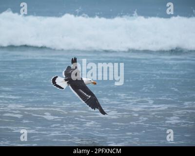 Pazifische Gull Stockfoto