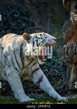Weißer Tiger brüllt in einem Zoogehege, zeigt offenen Mund, scharfe Zähne, gestreiftes weißes Fell und dramatisches Verhalten der Großkatze in einem Tierporträt. Stockfoto