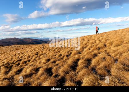Frau, Touristin, Wandern auf einer grasbewachsenen Bergkette auf der Halbinsel istrien, an der Grenze zwischen slowenien und kroatien an einem kalten Wintertag, slowenien Stockfoto