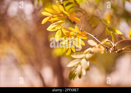 Herbstsaison. Hintergrundkonzept für den Herbst. Gelber Zwerg auf einem Ast vor einem Hintergrund mit Bäumen. Mit Platz zum Kopieren. Hochwertiges Foto Stockfoto