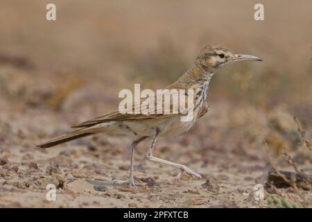 Greater Hoopoe-Lark (Alaemon alaudipes) in Little rann von kutch Stockfoto
