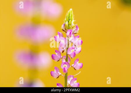 Rosafarbene Lupinenblumen, lupinuspflanzen, die im Frühling in einem Jerusalem-Garten wachsen, Israel. Lupinusblüten auf gelbem Hintergrund Stockfoto