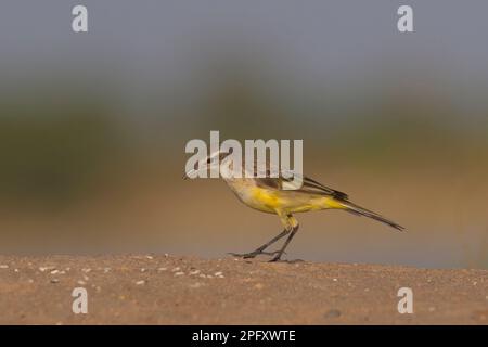 Westlicher Gelbschwanz (Motacilla flava) Stockfoto