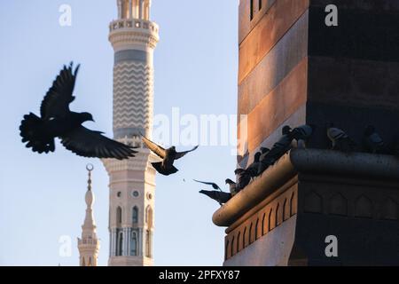 MEKKA, SAUDI-ARABIEN: 8. MÄRZ 2023. Eine Taube fliegt in Mekka in der Nähe der Al Masjid Al Haram Moschee, Mekka, Saudi-Arabien Stockfoto