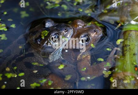 Laichfrösche (Rana temporaria) in Gartenteich, Schottland, Vereinigtes Königreich Stockfoto