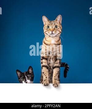 Süße Katze und Smoking-Kätzchen, die nach vorne schauen und mit Pfoten auf einer reinweißen Nachrichtentafel auf blauem Hintergrund stehen. Kopieren Sie Platz für Ihren Text. Stockfoto