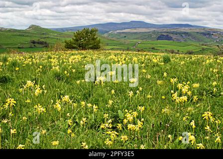 Wildblumen in North Yorkshire..... Cowslips und entferntes Ingleborough. Stockfoto