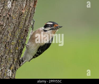 Downy Woodpecker (Dryobates pubescens ssp. turati) Sacramento County, Kalifornien, USA Stockfoto