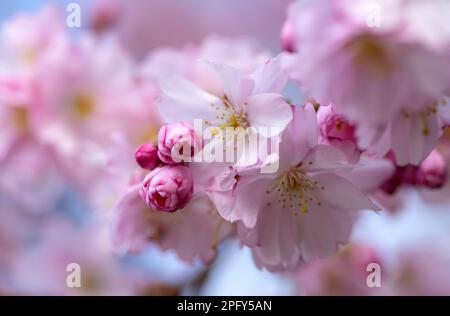 München, Deutschland. 19. März 2023. Kirschblüten blühen im Olympiapark. Der 20. März 2023 ist der Kalenderbeginn des Frühlings. Kredit: Sven Hoppe/dpa/Alamy Live News Stockfoto