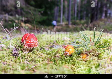 Rote und giftige Pilze in einem Pinienwald zwischen grünen Bäumen und Moosen Stockfoto