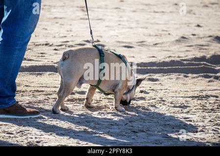 Ein kleiner hellbrauner Hund läuft auf dem Sand des Strandes in einer Bindung mit seinem Besitzer Stockfoto