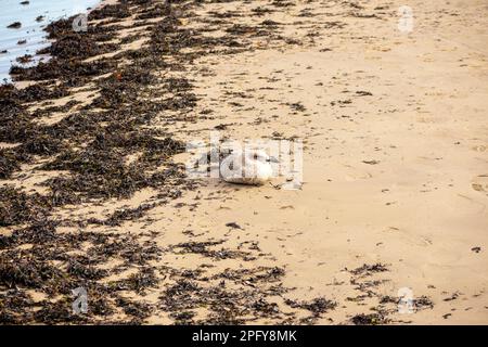 Eine junge Möwe in hellbrauner Farbe sitzt auf braunem Meersand und dunkelbraunem Seegras Stockfoto