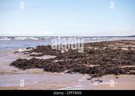 Blick auf das Meer und die Natur mit angespültem braunem Algen auf hellblauem Himmelshintergrund Stockfoto