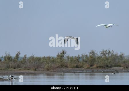 Ein grauer Reiher im Flug über ein nasses Land Stockfoto