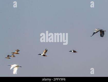 Vögel im Flug Graureiher, Löffelschnabel und Nordschnabel über nassem Land Stockfoto