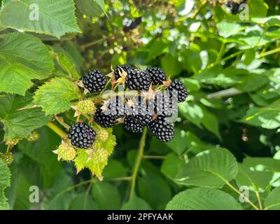 Frische Brombeeren im Garten. Ein Haufen reifer Brombeerfrüchte auf einem Zweig mit grünen Blättern. Stockfoto