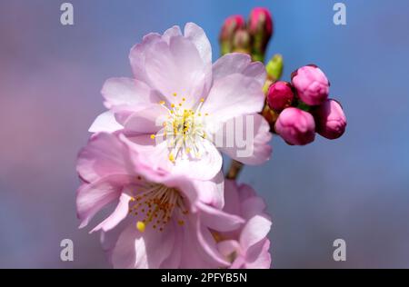 München, Deutschland. 19. März 2023. Kirschblüten blühen im Olympiapark. Der 20. März 2023 ist der Kalenderbeginn des Frühlings. Kredit: Sven Hoppe/dpa/Alamy Live News Stockfoto