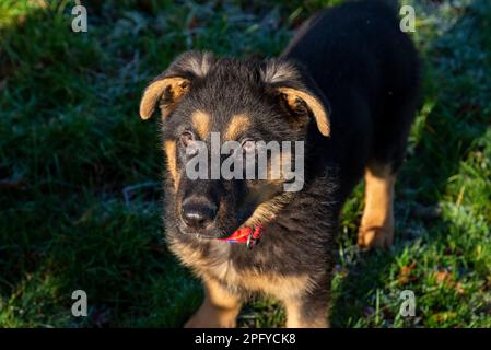 Süßer kleiner deutscher Schäferhund mit schlaffen Ohren draußen in der Frühlingssonne Stockfoto