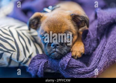 Nahaufnahme des süßen Hundes der kleinen belgischen Hunderasse Brüssel Griffon. Schweden. Stockfoto