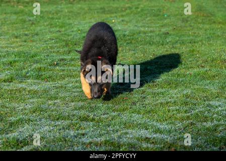 Süßer kleiner deutscher Schäferhund mit schlaffen Ohren draußen in der Frühlingssonne Stockfoto