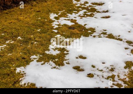 Nahaufnahme des Frühlingsrasens im Garten mit Überresten von geschmolzenem Schnee. Stockfoto