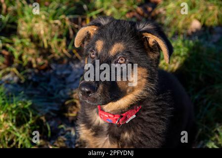 Süßer kleiner schwarzer und hellbrauner Deutscher Schäferhund, der im Frühlingssonnenschein aufblickt Stockfoto