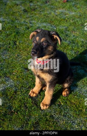 Süßer kleiner deutscher Schäferhund, der im Frühlingssonnenschein auf Gras sitzt Stockfoto