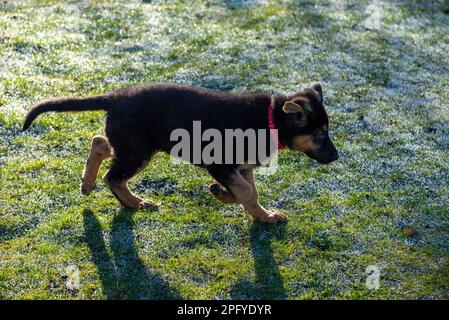 Süßer kleiner schwarzer und hellbrauner Deutscher Schäferhund, der in der Morgensonne auf taufreibendem Gras läuft. Stockfoto