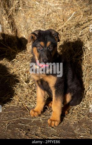 Süßer kleiner deutscher Schäferhund, der in der Frühlingssonne im Heu in einem Stallhof sitzt Stockfoto