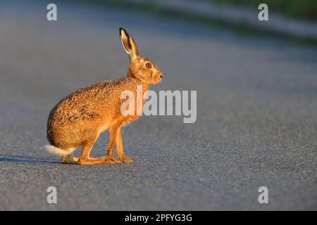 Ein erwachsener Brown Hare (Lepus europaeus) auf einer ruhigen Landstraße durch Ackerland in Ostengland, Großbritannien Stockfoto