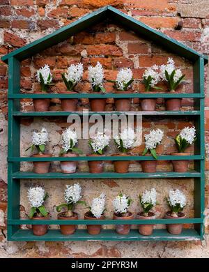 Im Frühling werden im Garten duftende weiße Hyazinthen in Terrakotta-Töpfen vor der alten Gartenwand präsentiert - England, Großbritannien Stockfoto