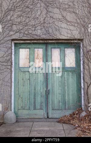 Grüne Holztüren mit Reben. Hintereingang zum Kutschenhaus im Harkness Memorial State Park, ein altes Anwesen aus dem frühen 1900er. Jahrhundert. Stockfoto