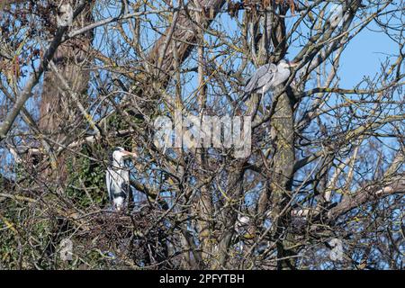 Graue Reiher (Ardea cinerea) auf einem Nest in einem Baum, Heronry in Hampshire, England, Großbritannien, im März Stockfoto