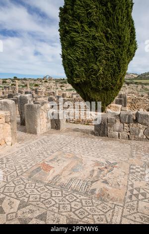 In den antiken römischen Ruinen in Volubilis Marokko wächst ein Zypressenbaum Stockfoto