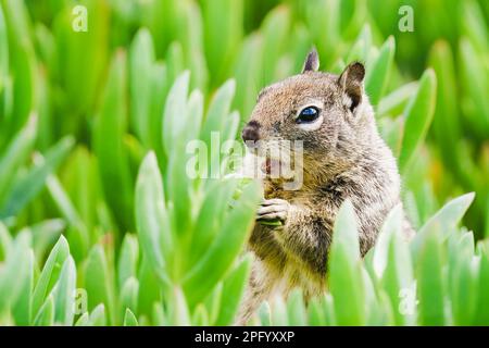 Eichhörnchen am Strand, das an sonnigen Tagen saftig saftig saftig saftig isst. Friedliche, entspannende und lustige Tierwelt Stockfoto