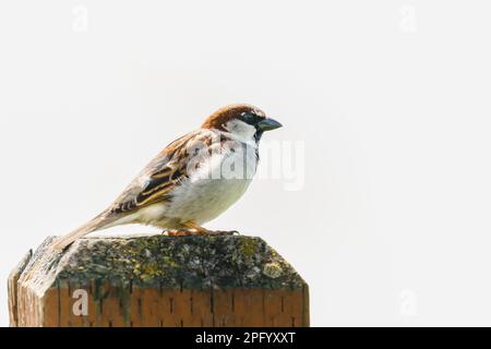 Spatz sitzt auf braunem Holzzaun und singt mit unscharfem negativem Hintergrund. Spatzenvogel auf einem rustikalen Zaun. Stockfoto