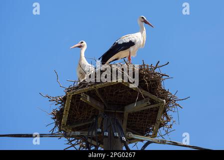 Störche im Nest an einem speziellen Stab in der Stadt, ein paar weiße Vögel im Sommer. Wildstorch-Familie, die in einem Dorf oder einer Stadt lebt. Thema Natur, Tierwelt, Liebe, Stockfoto