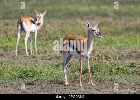 Serengeti thomsons Gazelle (Eudorcas nasalis), Ndutu Conservation Area, Tansania, Afrika Stockfoto