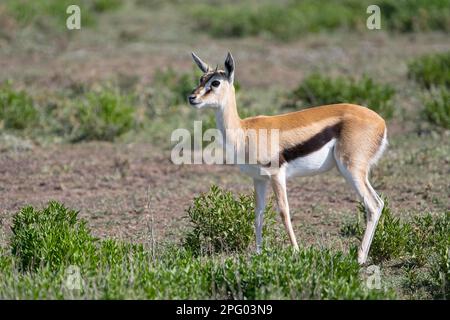 Serengeti thomsons Gazelle (Eudorcas nasalis), juvenile, Ndutu Conservation Area, Tansania Stockfoto