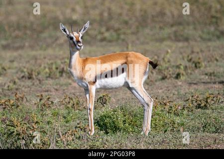 Serengeti thomsons Gazelle (Eudorcas nasalis), Ndutu Conservation Area, Tansania, Afrika Stockfoto