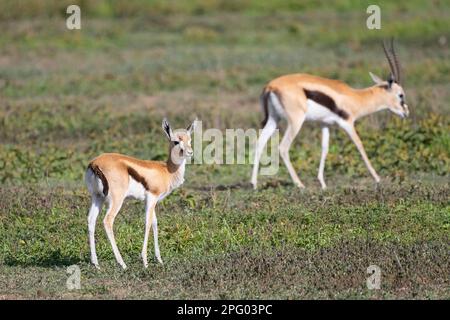 Serengeti thomsons Gazelle (Eudorcas nasalis), juvenile, Ndutu Conservation Area, Tansania Stockfoto