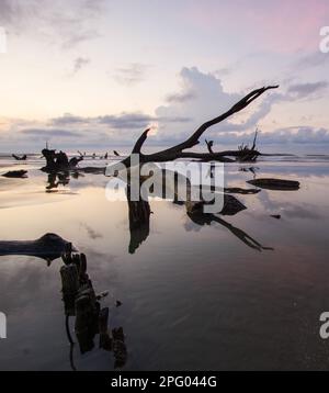 Boneyard Beach in South Carolina mit altem Treibholz und toten Bäumen und Reflexionen bei Sonnenaufgang an einem Sommermorgen Stockfoto