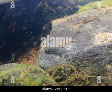 Orange gestreifte Steinfliegennymphe (Perlodes mortoni), auf Felsen unter Wasser in klarem Feuer, das in süßwasserloch, Lochindorb, Strathspey, Morayshire fließt Stockfoto