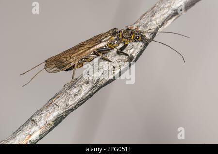 Kurzkopf, Plecoptera (Perlodes microcephala), andere Tiere, Insekten, Tiere, Großer Stonefly Erwachsener, am Flussufer auf dem Zweig Stockfoto