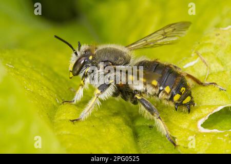 Europäische Wollkarderbienen (Anthidium manicatum), Gartenwolle Bienen, Bienen, Bienen, sonstige Tiere, Insekten, Tiere, Wool Carder Bee männlich, ruht sich aus Stockfoto