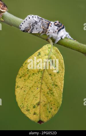 Adulte Katzenmotte (Furcula furcula), schläft auf einem Ziegenweidenzweig (Salix caprea) im Garten, Futterpflanze für Larven, Leicestershire Stockfoto