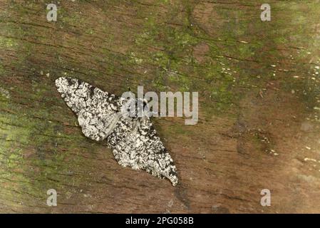 Pfefferkotte (Biston betularia) normale Form, Erwachsene, ruhend auf Rinde, Oxfordshire, England, Vereinigtes Königreich Stockfoto