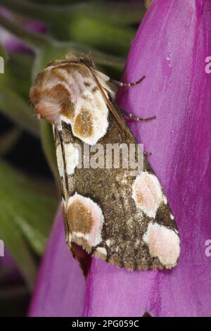 Roseneife, Pfirsichblüten (Thyatira Batis), Insekten, Motten, Schmetterlinge, Tiere, Andere Tiere, Peach Blossom Moth Erwachsener, ruhend auf Fuchshandschuhblume Stockfoto