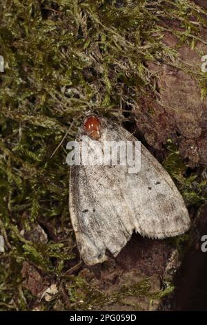 Lutestring (Ochropacha duplaris), ausgewachsen, ruhend auf Rinde, Powys, Wales, Vereinigtes Königreich Stockfoto